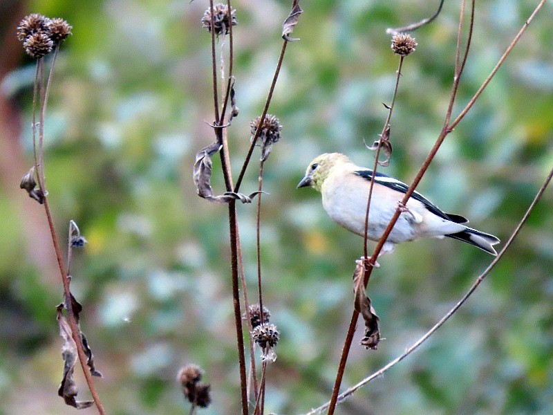 gulstillits - ML644335974