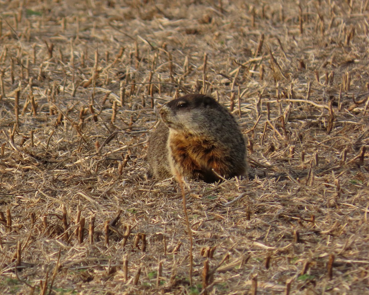 Groundhog - ML644335975
