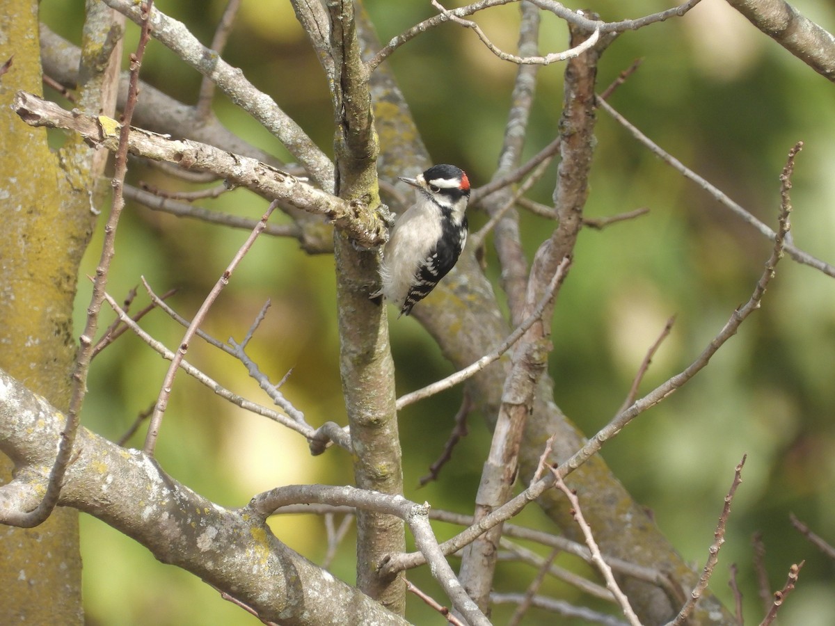 Дятел пухнастий (підвид pubescens/medianus) - ML644335976
