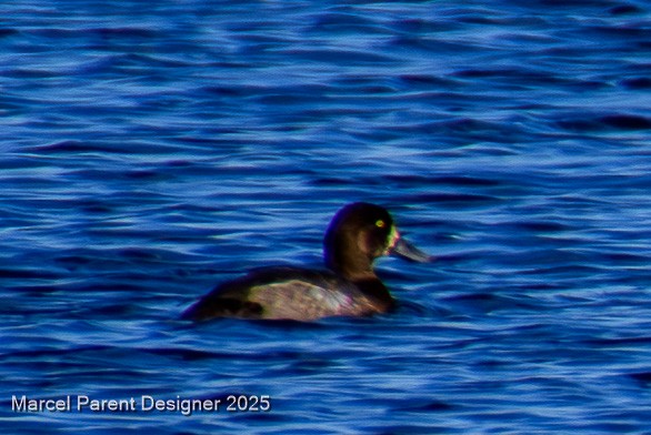 Bergente - ML644335977