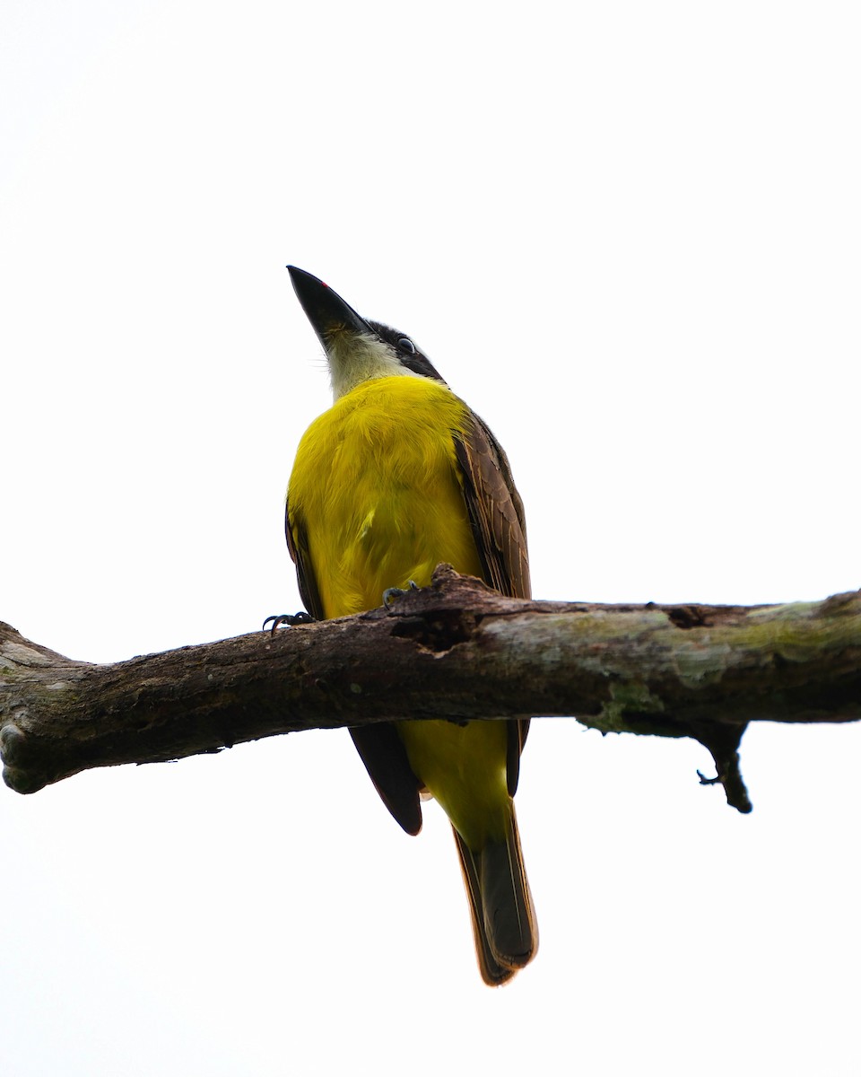 Boat-billed Flycatcher - ML644335979