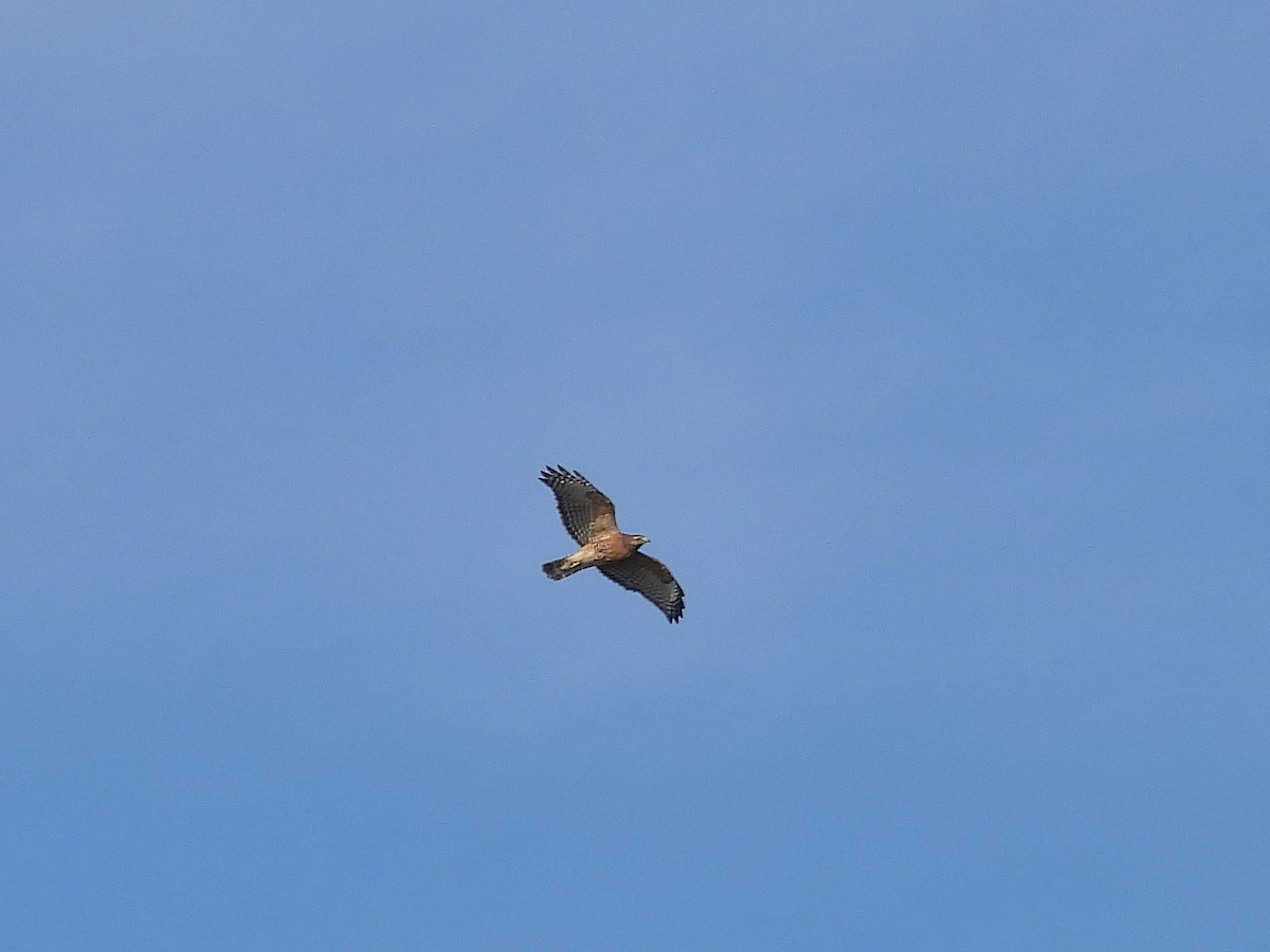 Канюк рудоплечий [група lineatus] - ML644335991