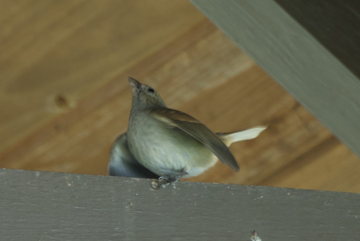 バルバドスアカウソ - ML644335993