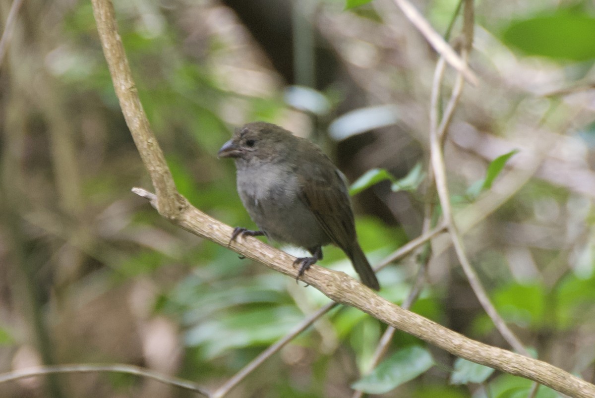 バルバドスアカウソ - ML644335994