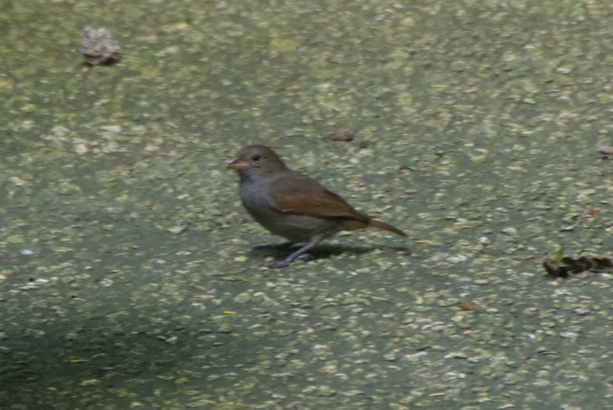 バルバドスアカウソ - ML644335995