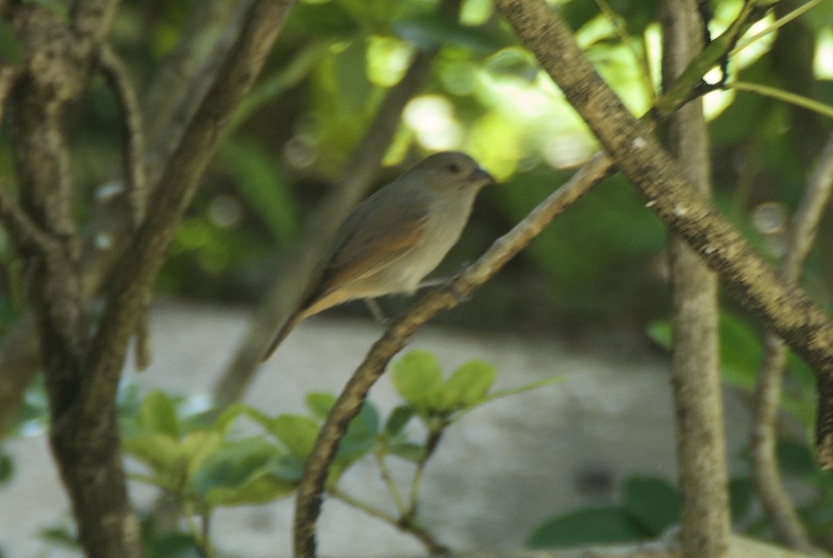 バルバドスアカウソ - ML644335996