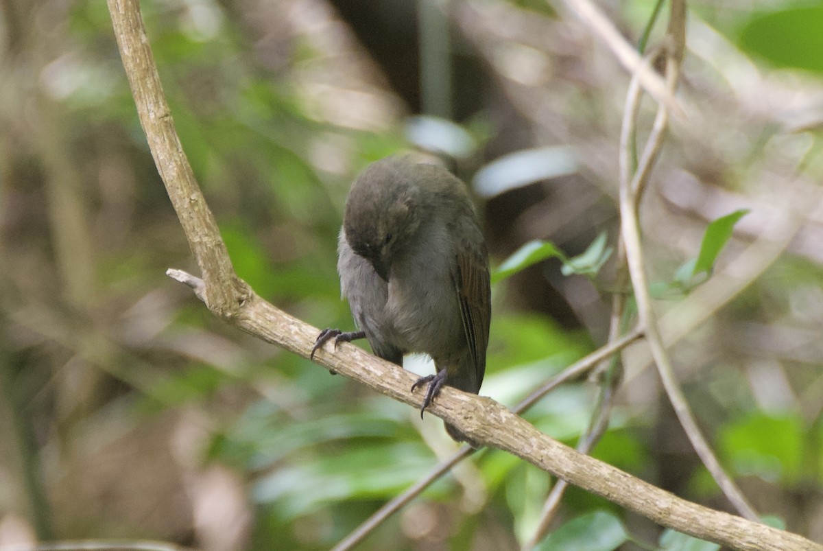 バルバドスアカウソ - ML644335997