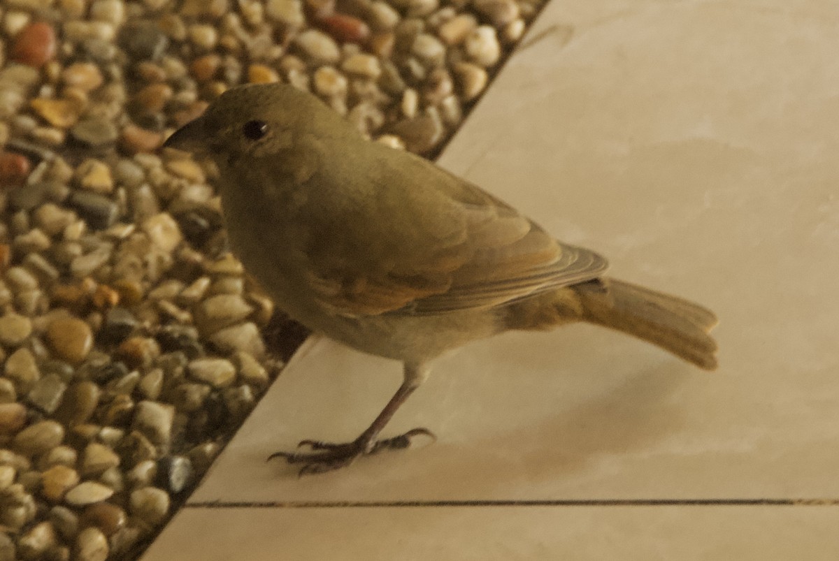 バルバドスアカウソ - ML644335998