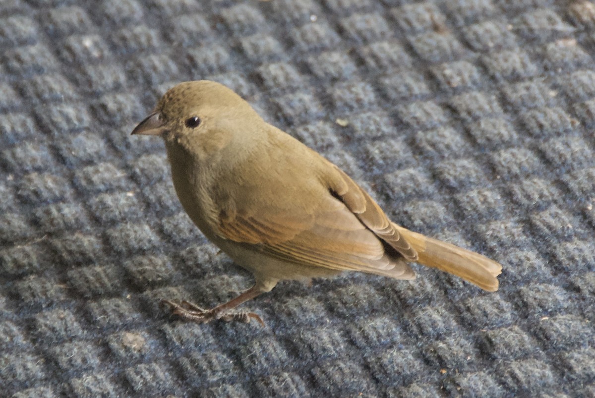 バルバドスアカウソ - ML644335999