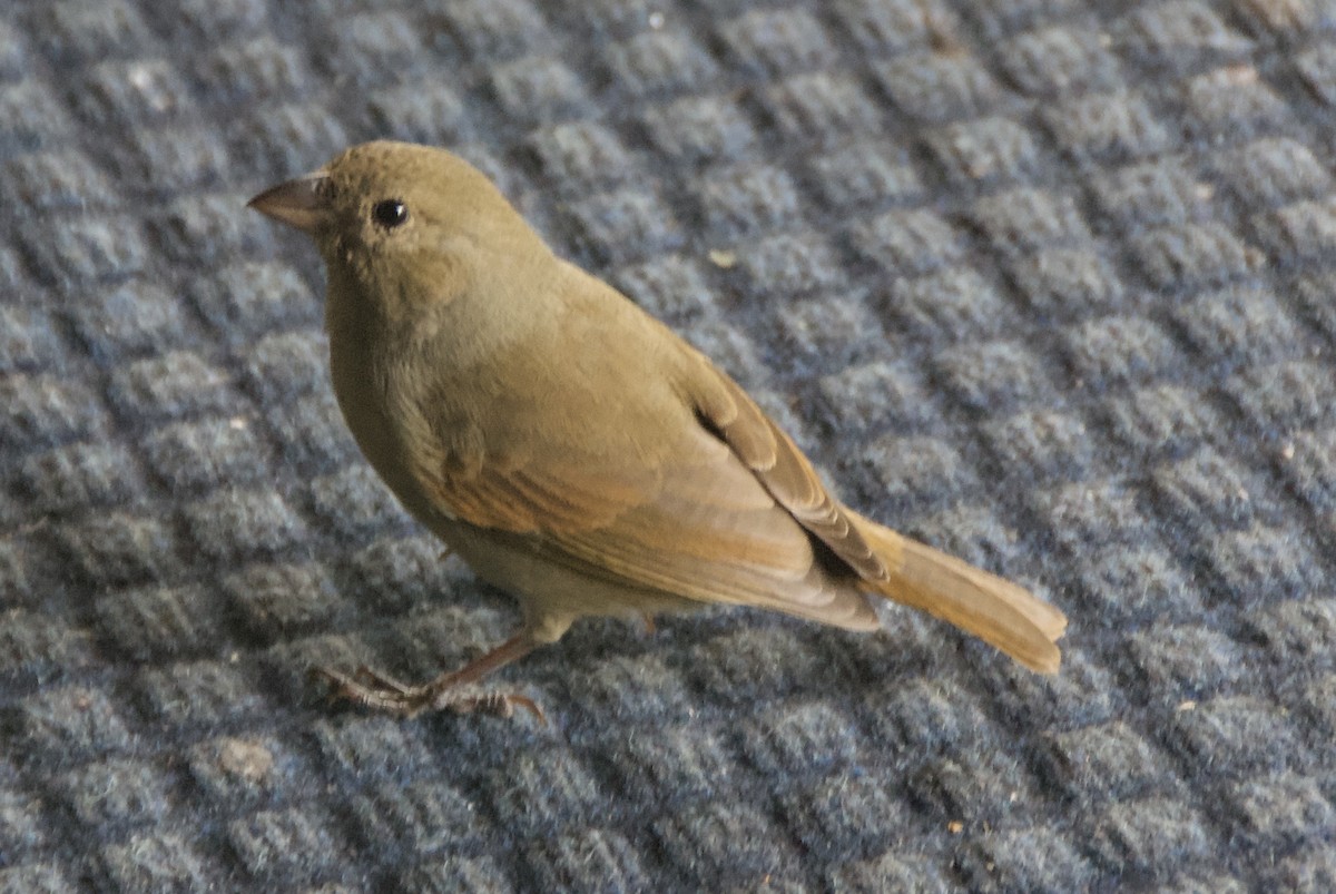 バルバドスアカウソ - ML644336000