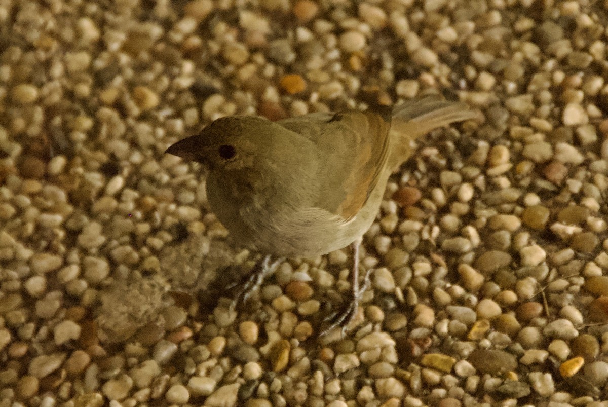 バルバドスアカウソ - ML644336001