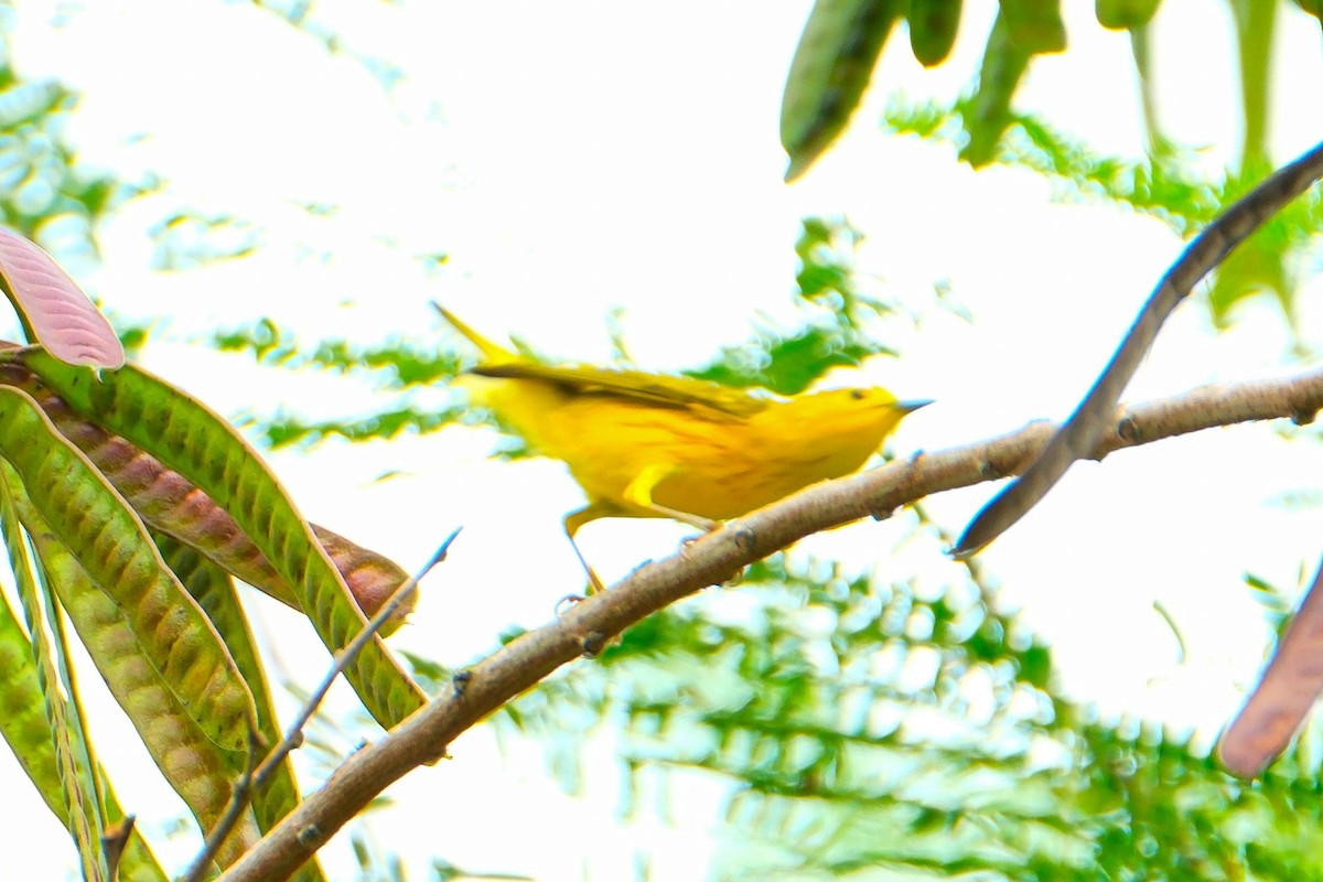 Sarı Ötleğen - ML644336006