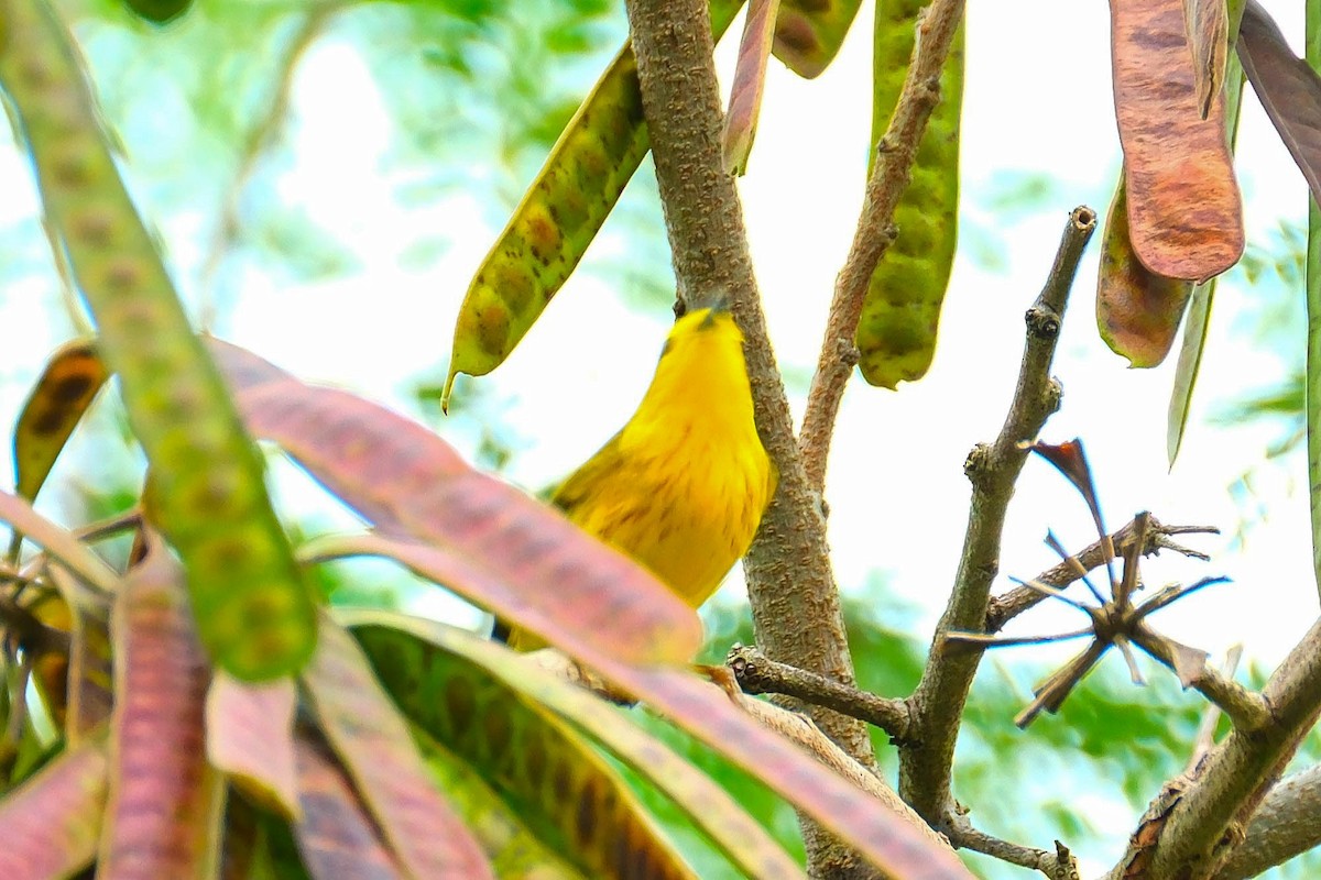 Sarı Ötleğen - ML644336007