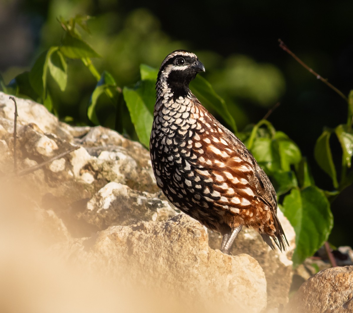 Black-throated Bobwhite - ML644336012