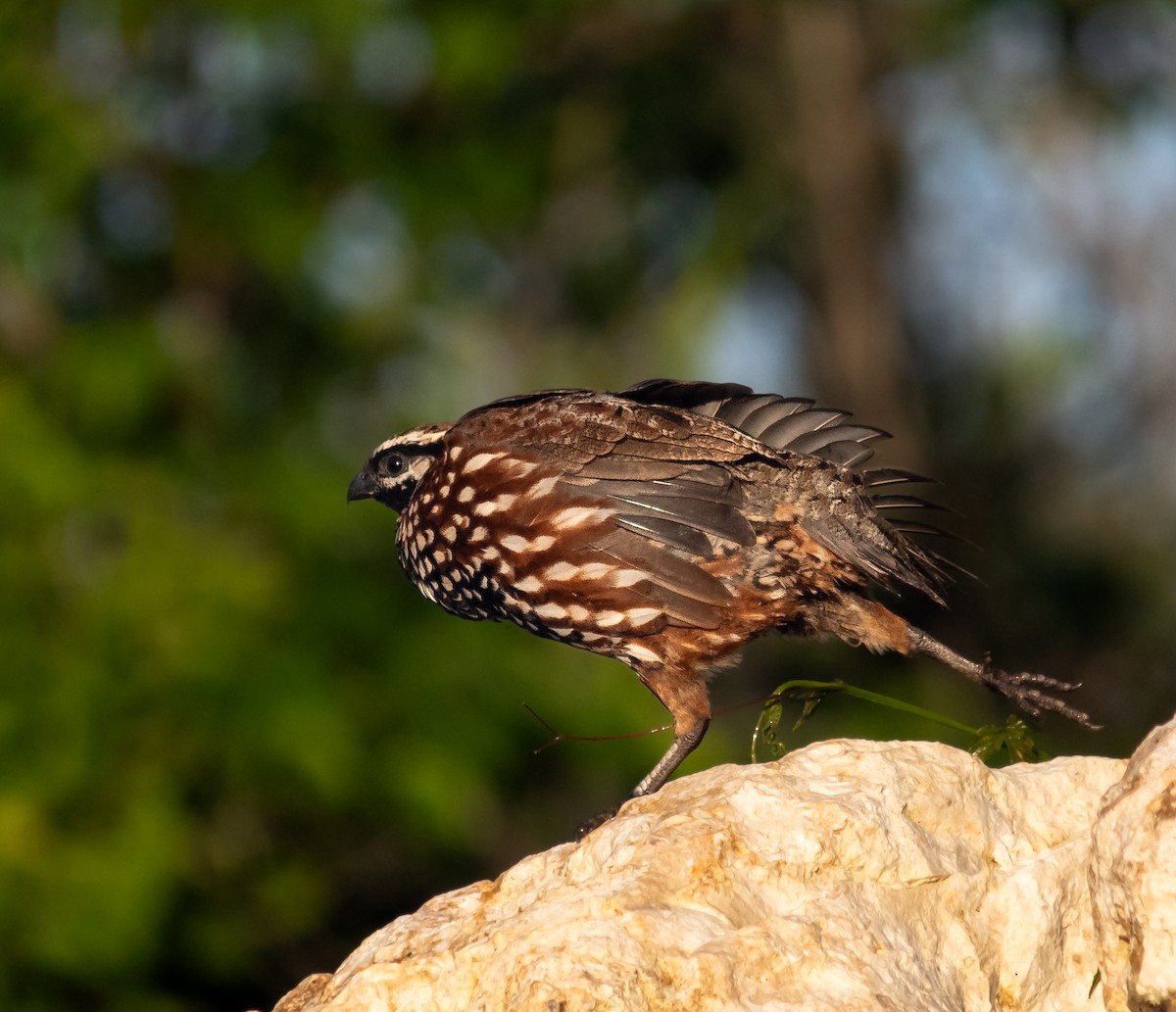 Black-throated Bobwhite - ML644336013