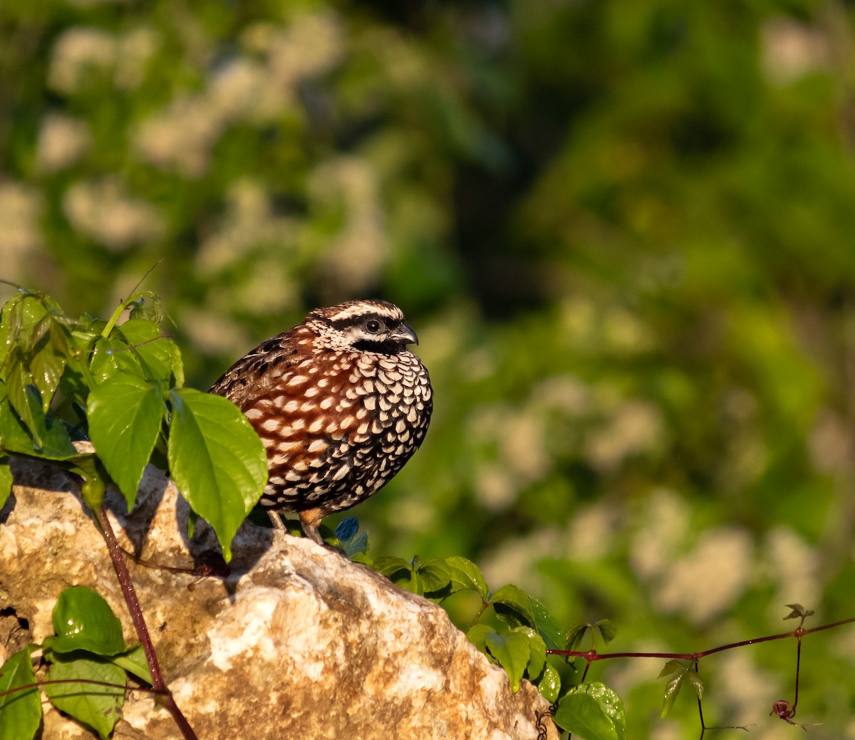 Black-throated Bobwhite - ML644336014