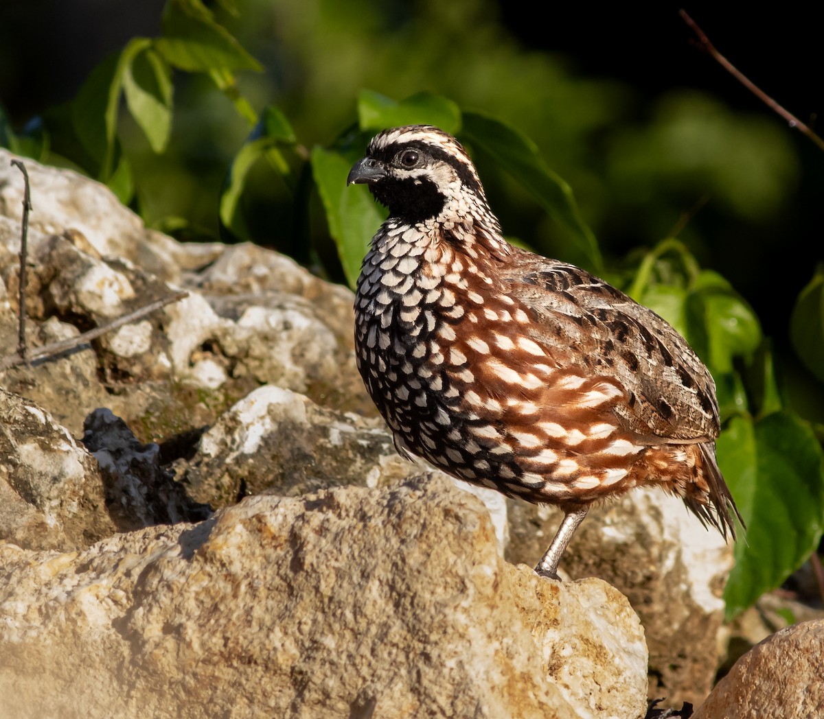 Black-throated Bobwhite - ML644336015