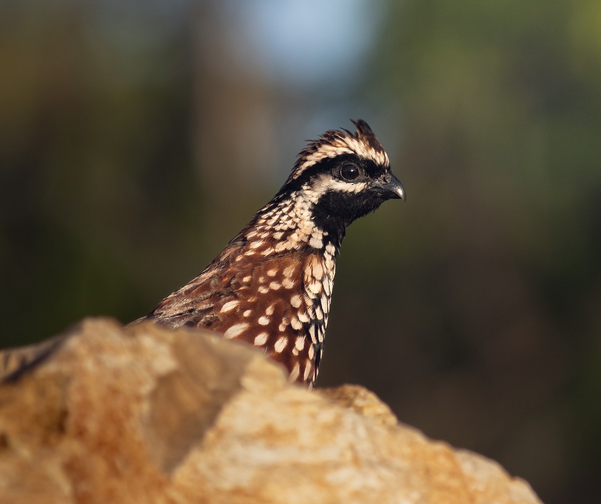 Black-throated Bobwhite - ML644336017