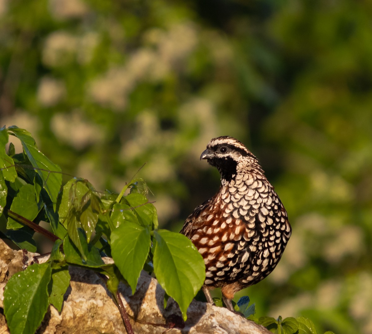 Black-throated Bobwhite - ML644336018