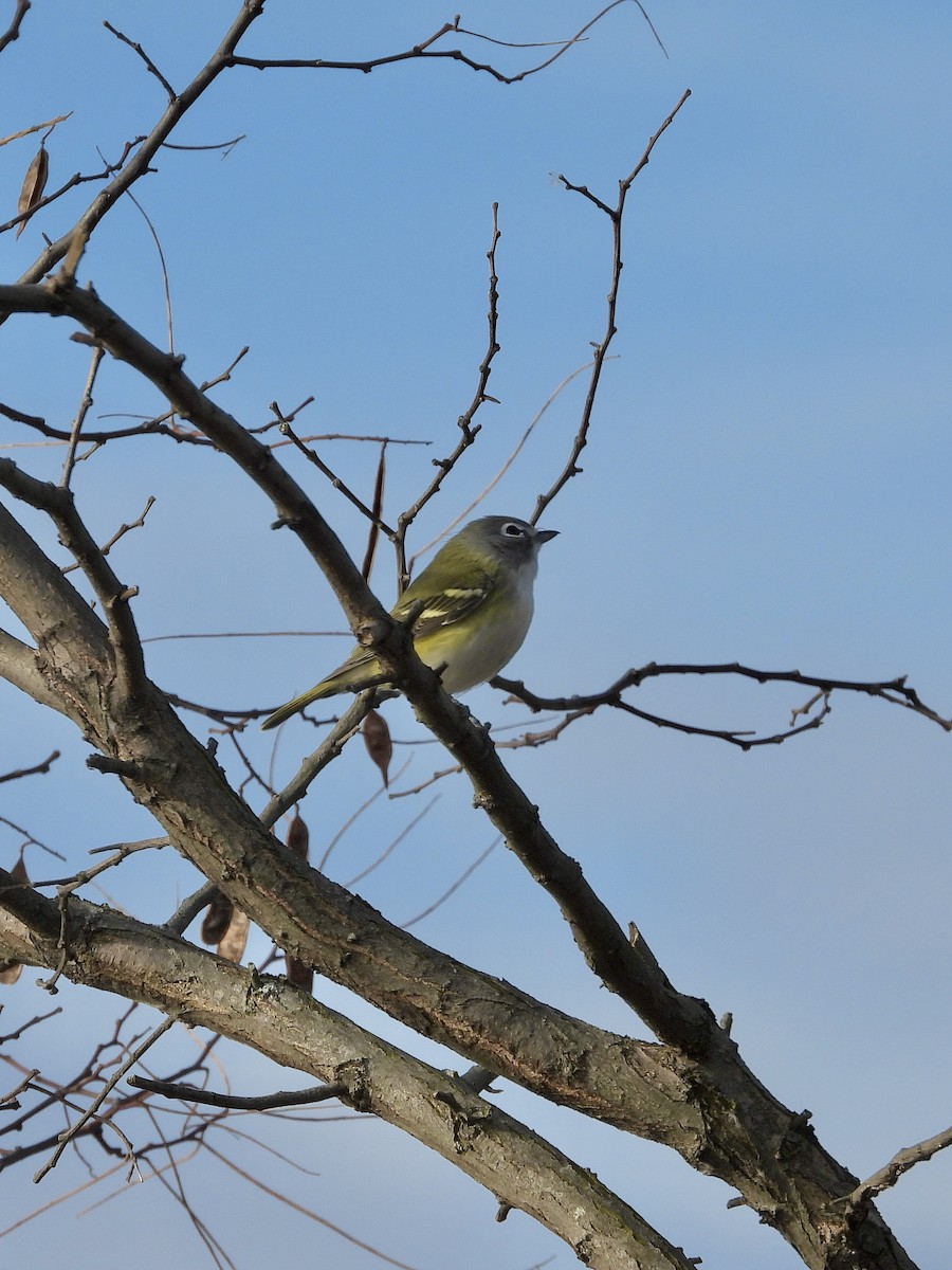 Віреон сизоголовий - ML644336029