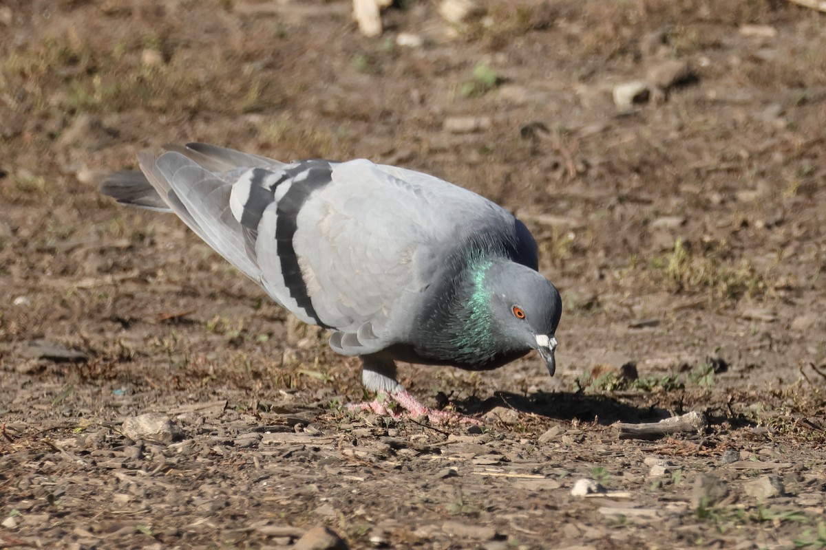 野鴿(野化) - ML644336034