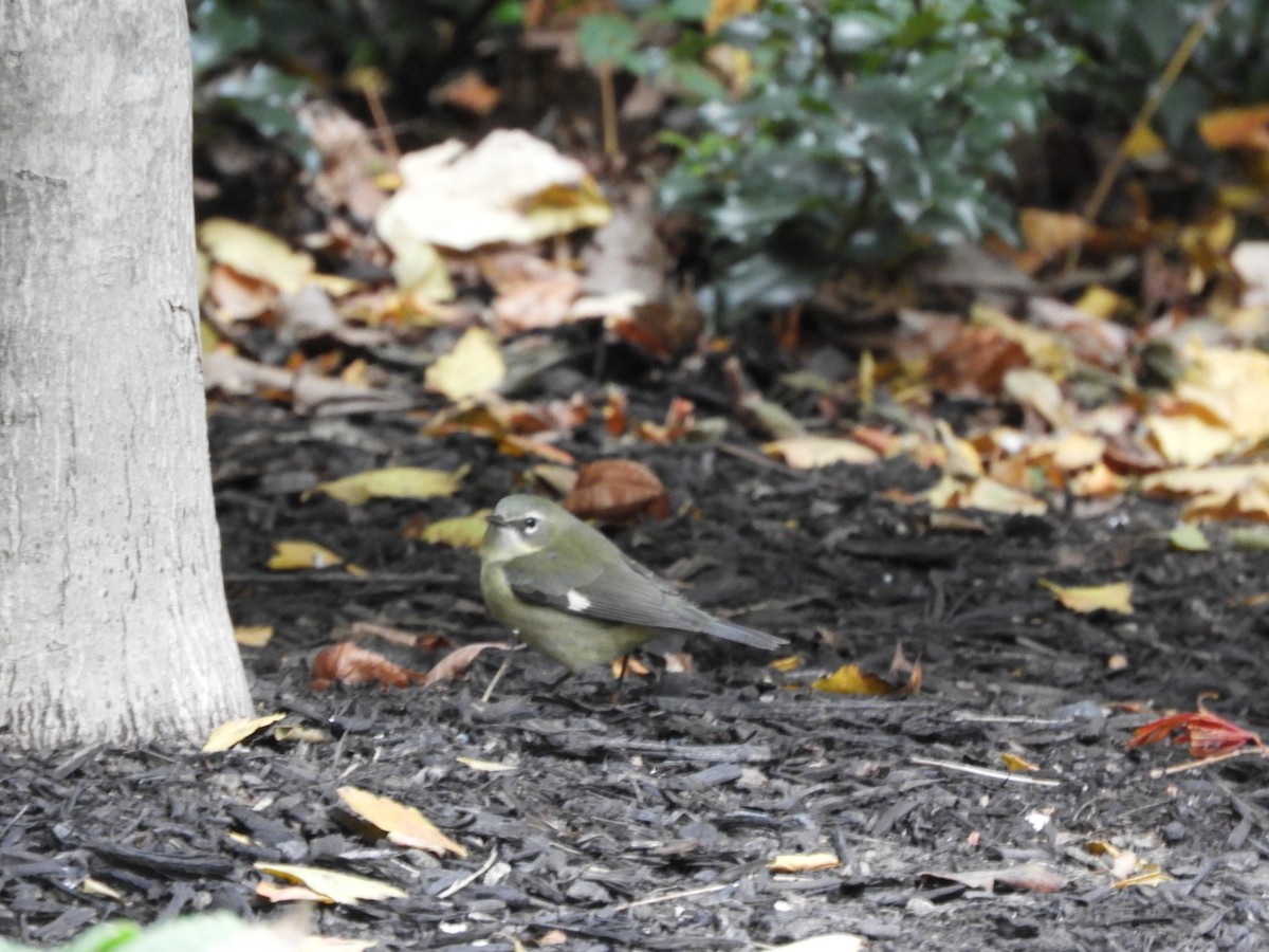 Black-throated Blue Warbler - ML644336045