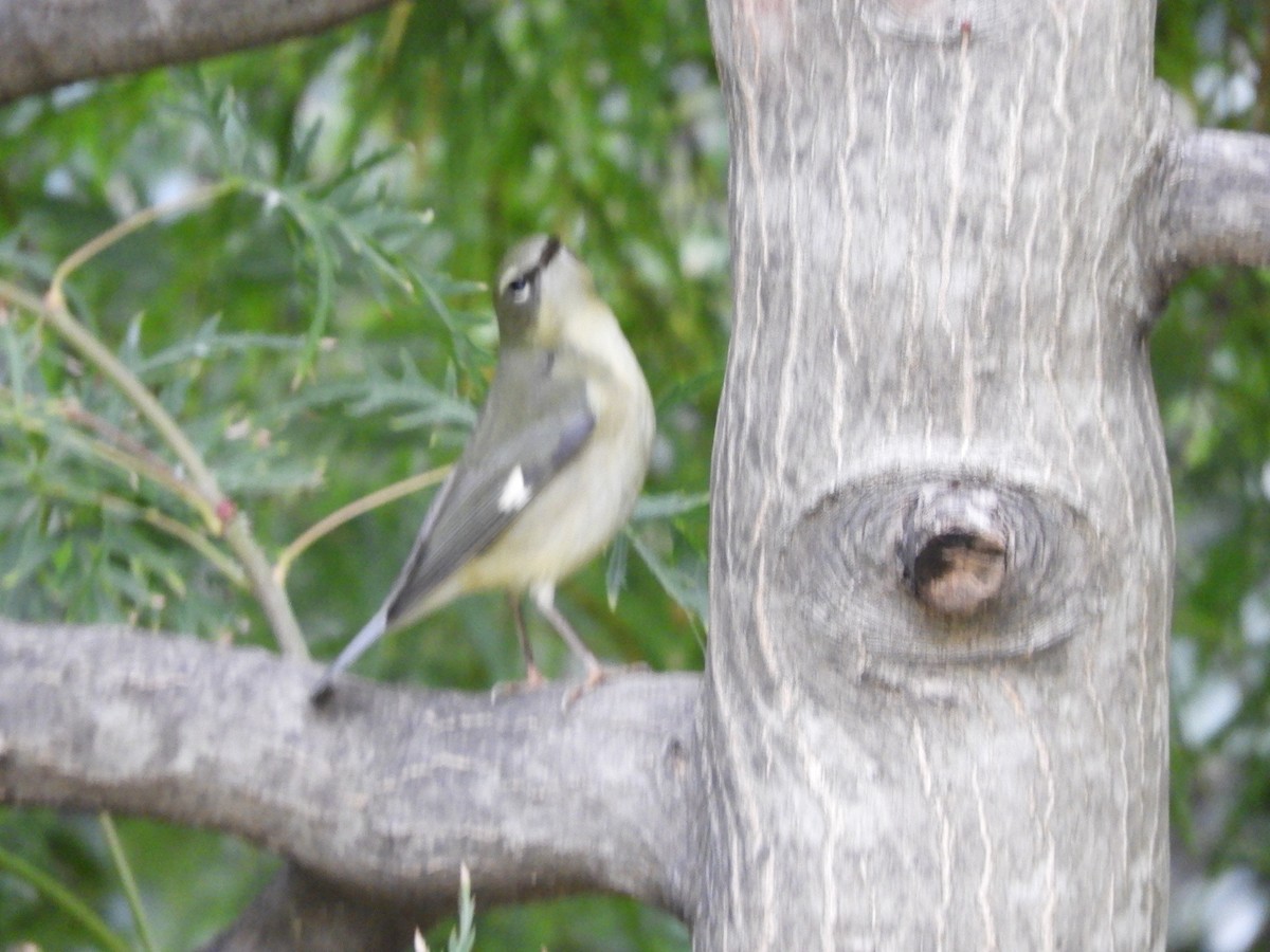 Black-throated Blue Warbler - ML644336056