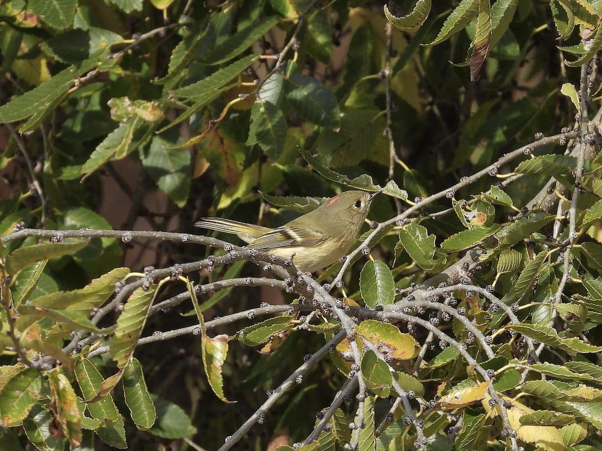 Золотомушка рубіновочуба - ML644336059