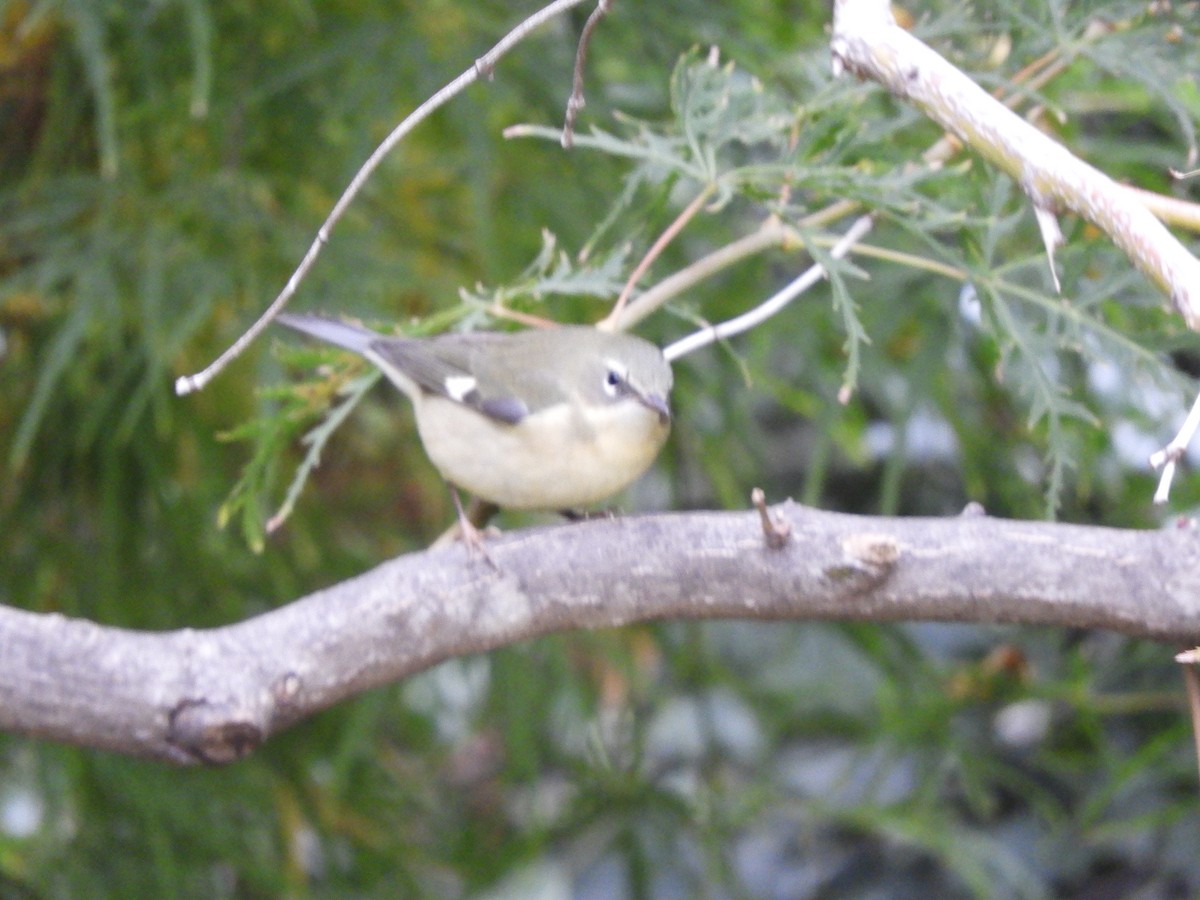 Black-throated Blue Warbler - ML644336060