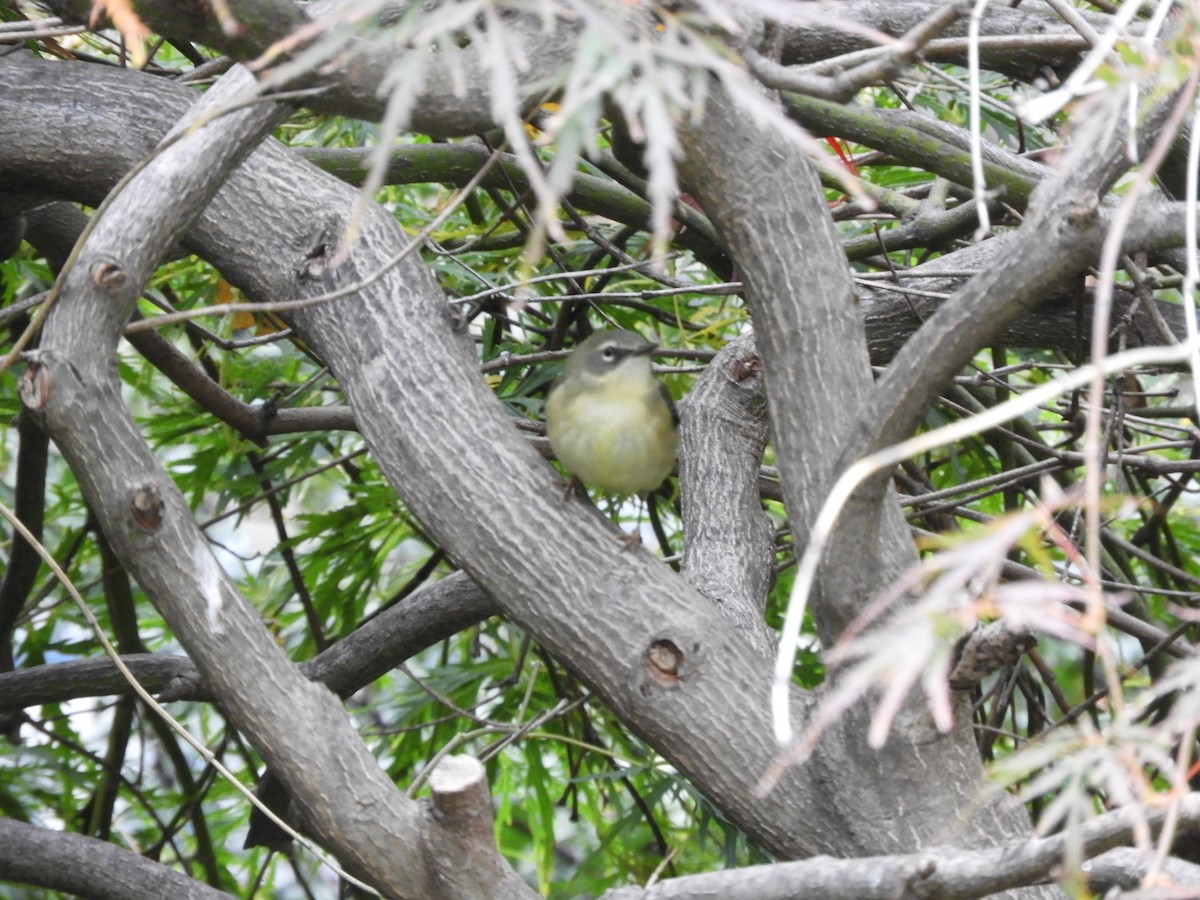 Black-throated Blue Warbler - ML644336063