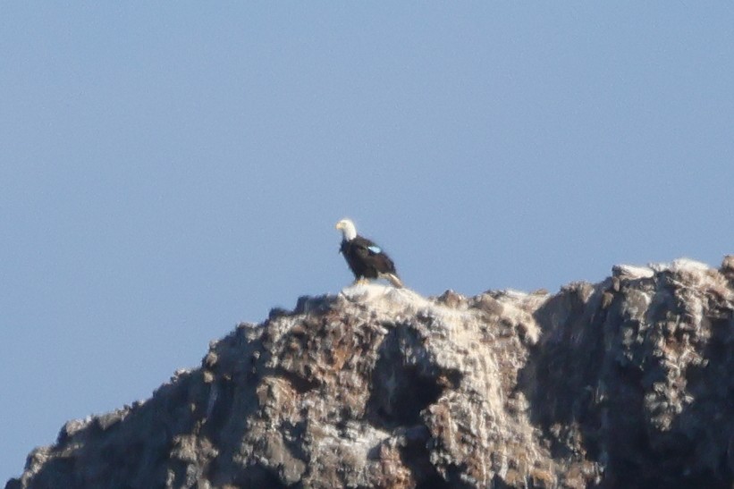Bald Eagle - ML644336084