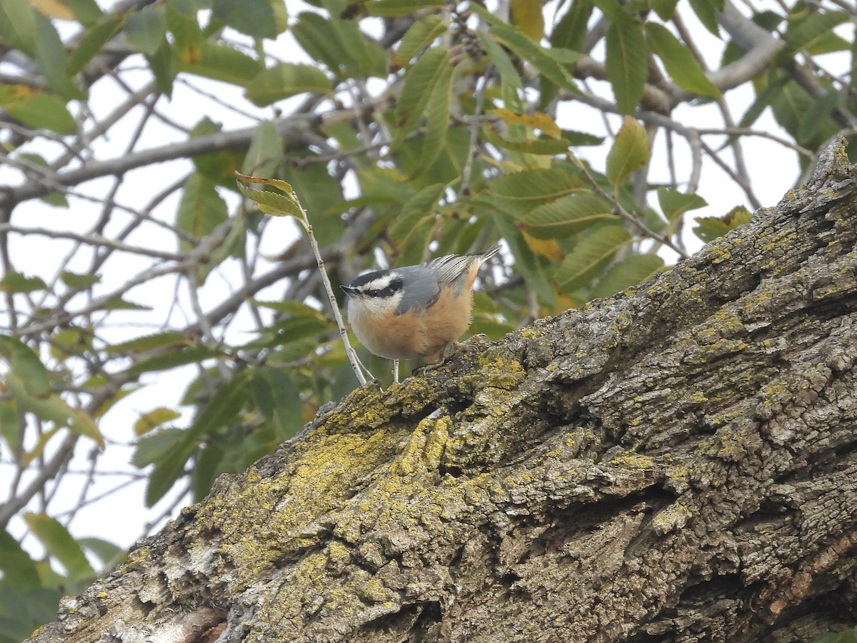 Повзик канадський - ML644336087