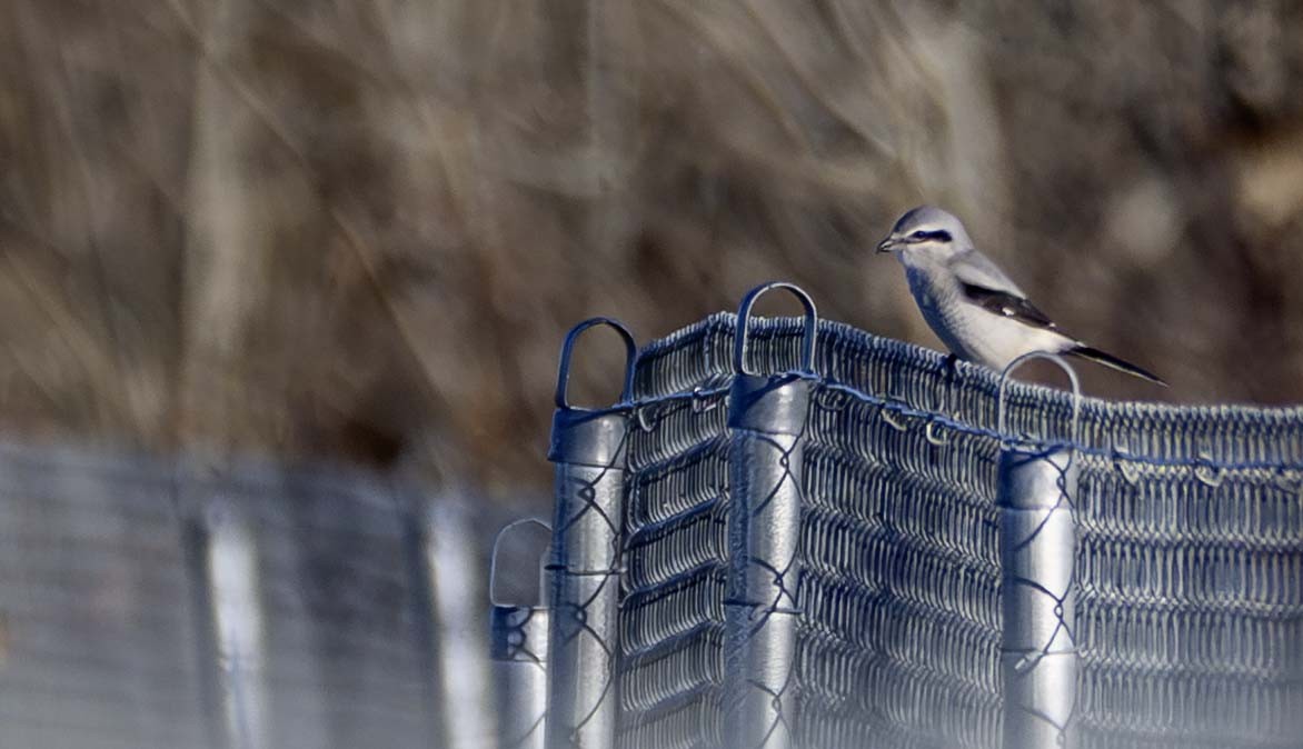 Умардын дунхай - ML644336102