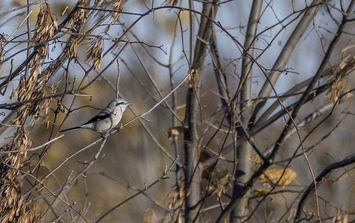 Умардын дунхай - ML644336103