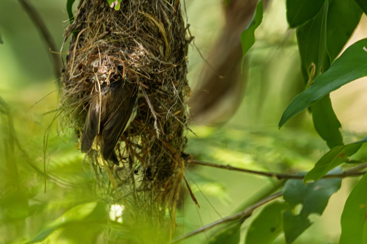 Brown Gerygone - ML644336114