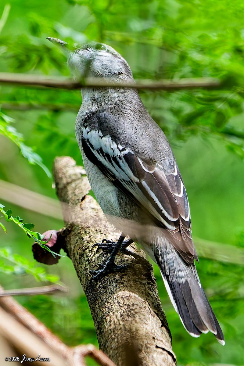 Pied Triller - ML644336116