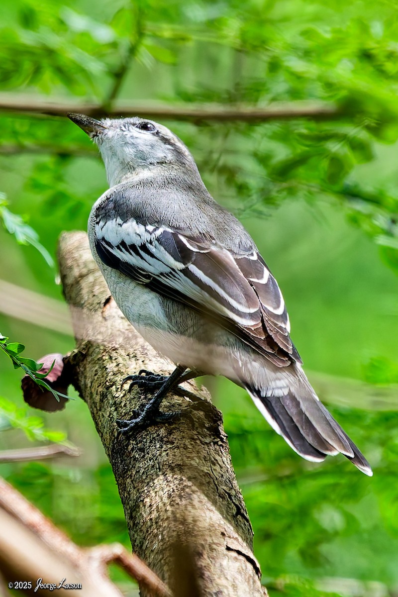 Pied Triller - ML644336117