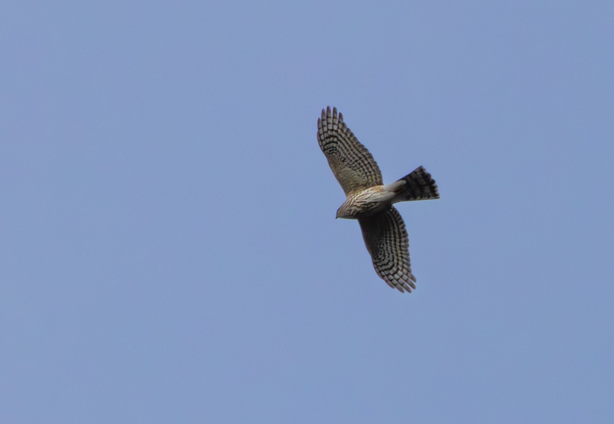 Sharp-shinned Hawk - ML644336119