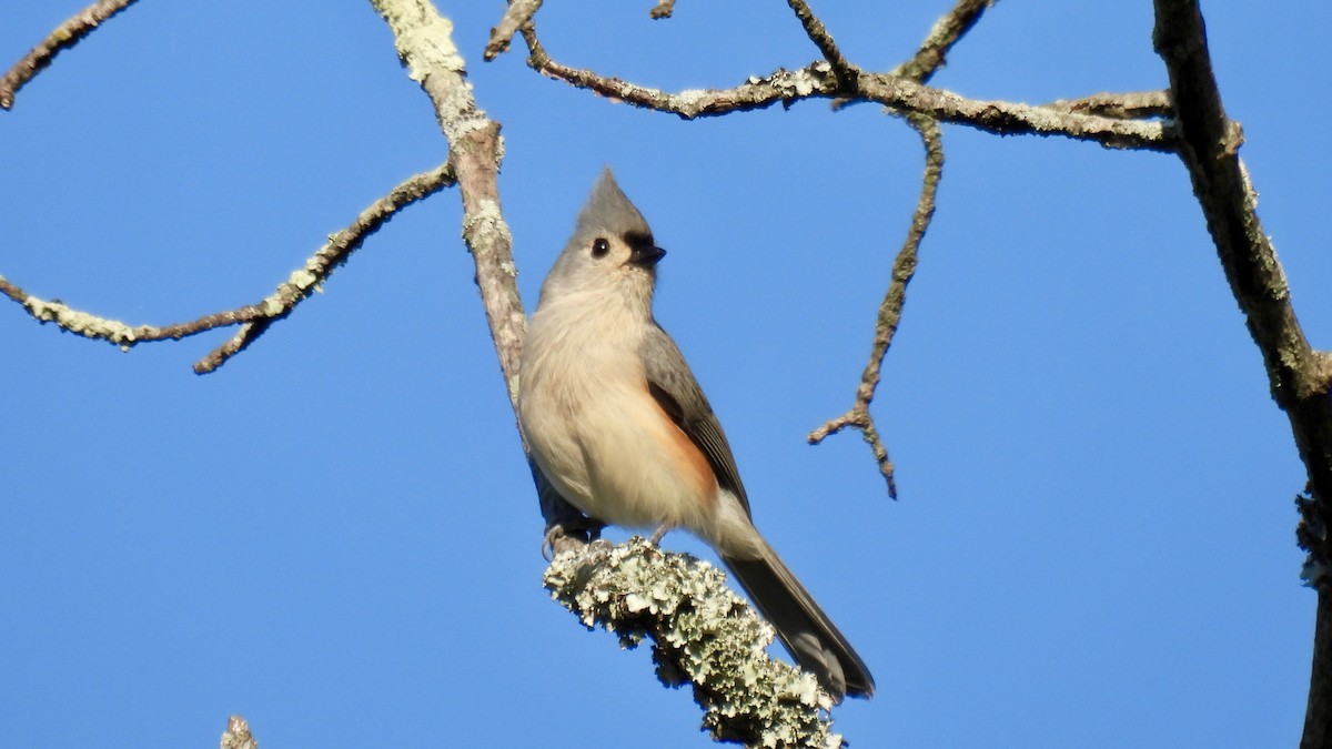 Tufted Titmouse - ML644336120