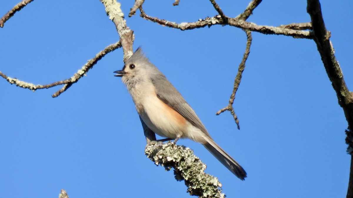 Tufted Titmouse - ML644336121