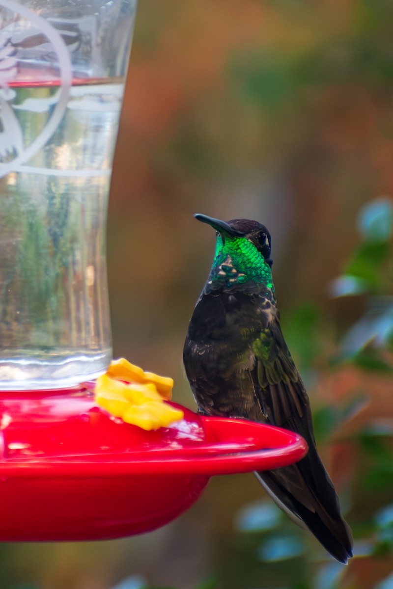 purpurissekolibri - ML644336122