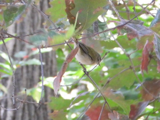Tennessee Warbler - ML644336129