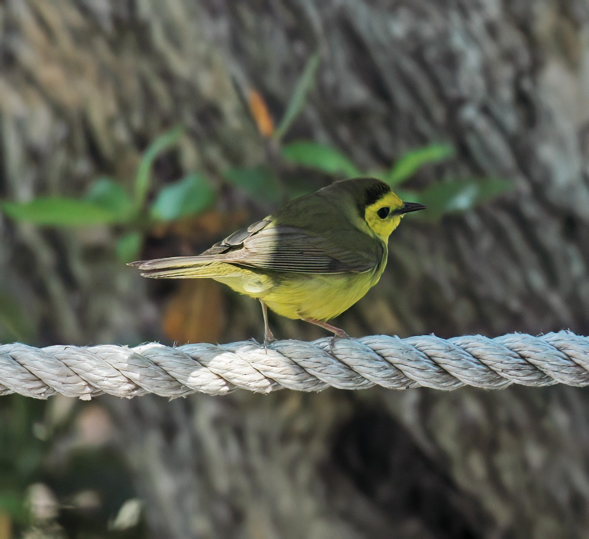 Болотянка чорногорла - ML644336135