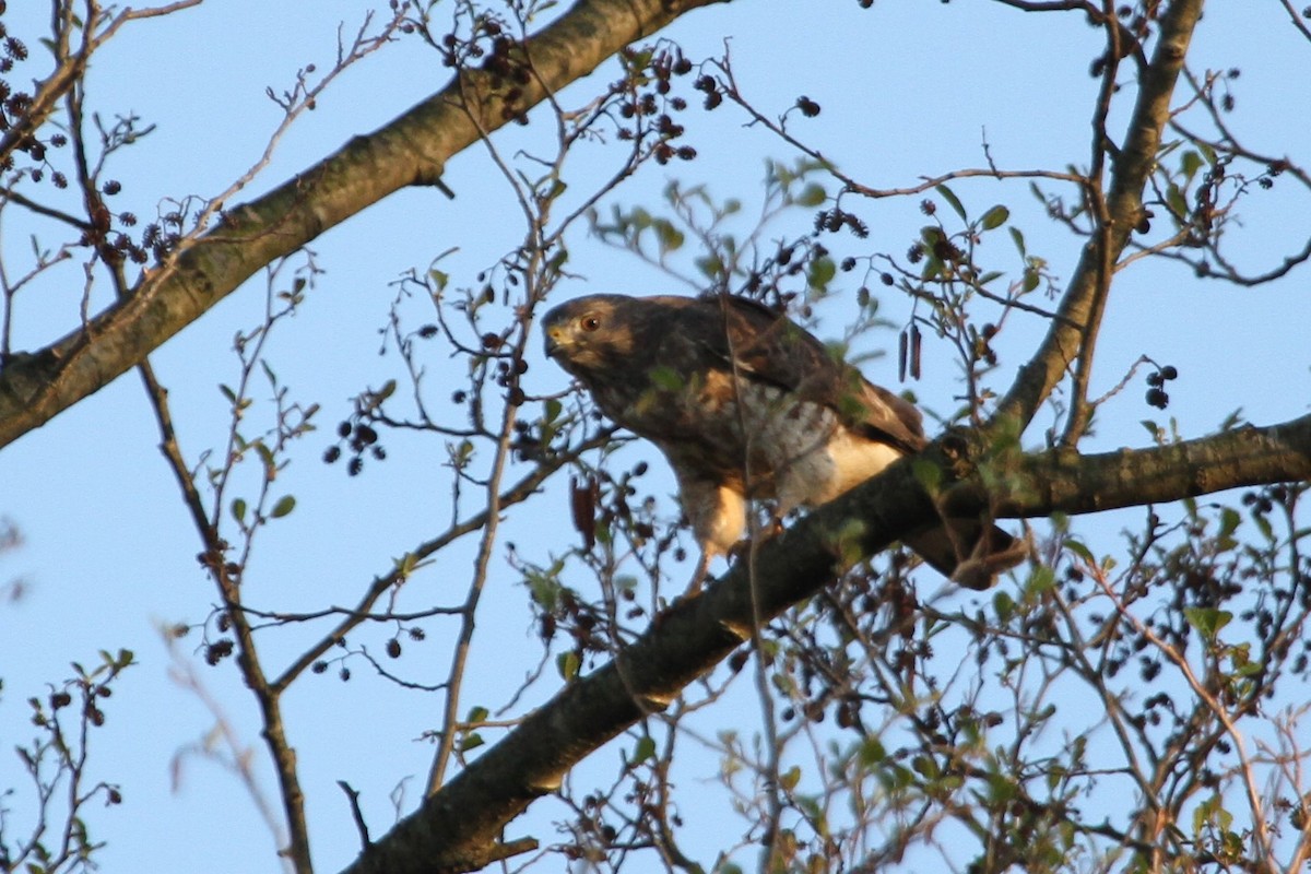 Broad-winged Hawk - ML644336136