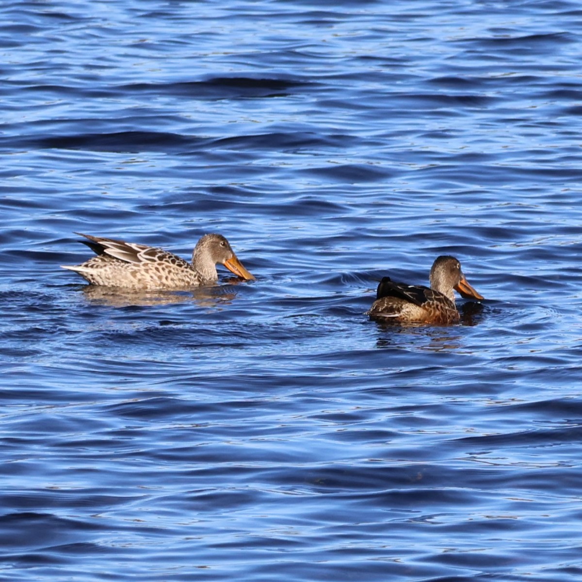 Northern Shoveler - ML644336139