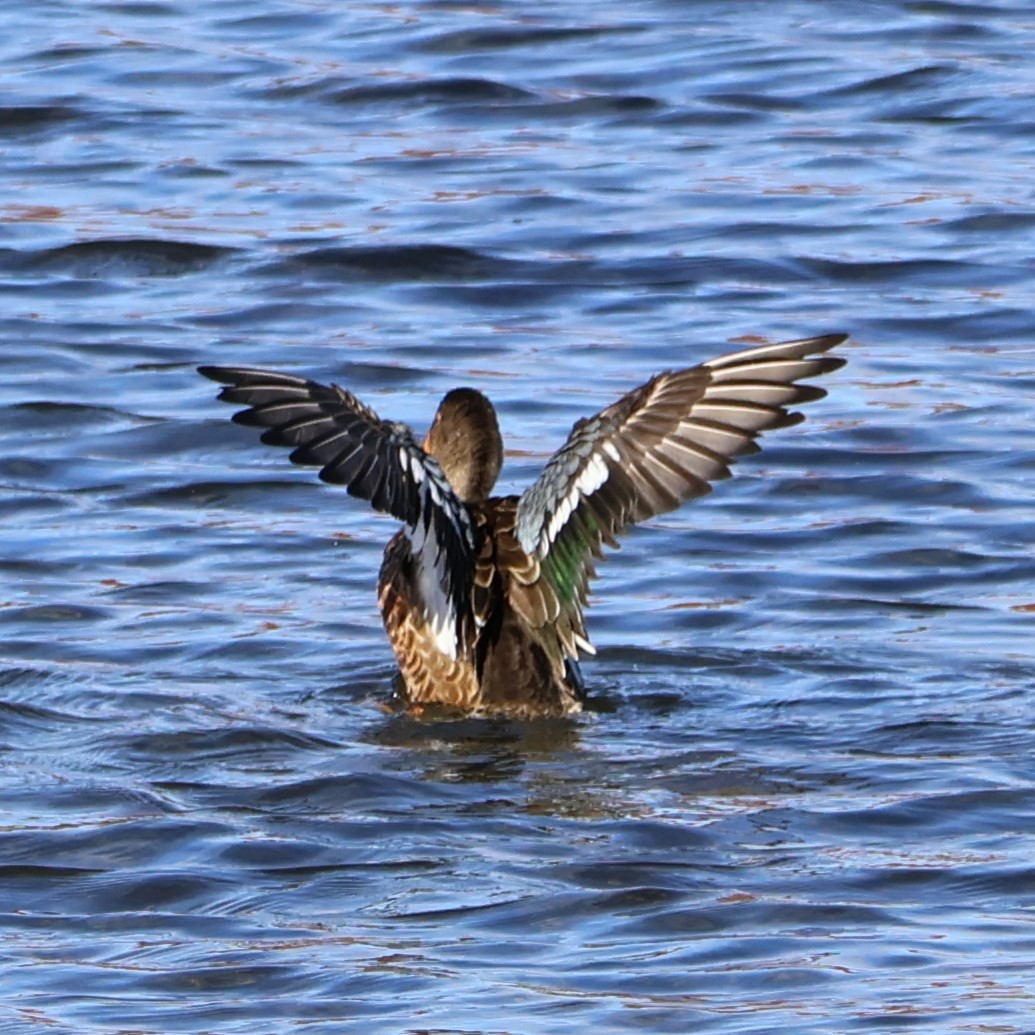 Northern Shoveler - ML644336140