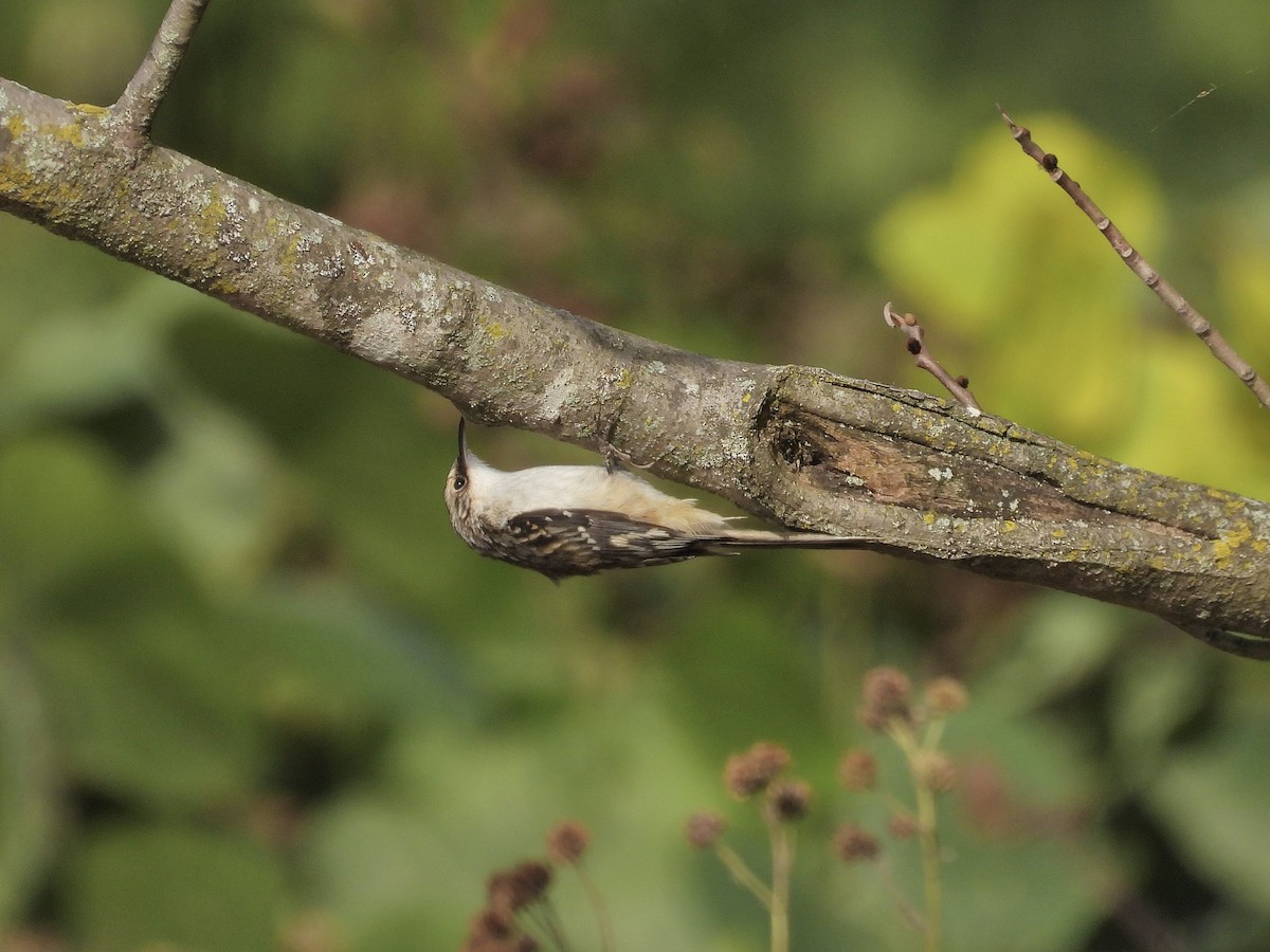 Підкоришник американський (підвид americana/nigrescens) - ML644336143