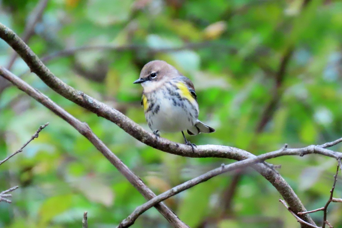 Yellow-rumped Warbler - ML644336144