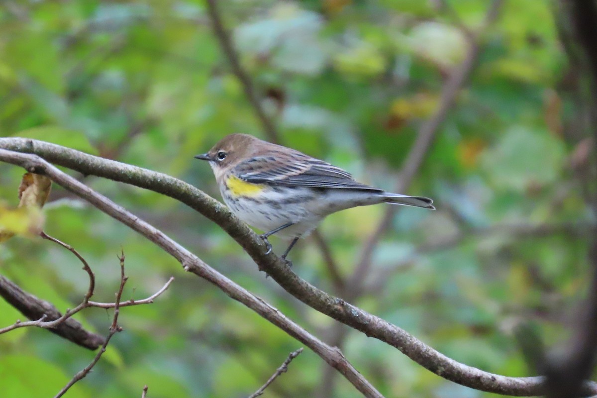 Yellow-rumped Warbler - ML644336145