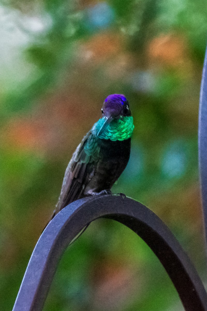 purpurissekolibri - ML644336147